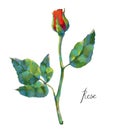 Vector high detailed realistic rose flower on white for design. Oil or acrylic painting rose