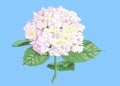 Vector highly detailed realistic illustration of hydrangea flower isolated on blue. Good for wedding floral design, greeting cards