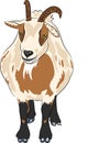 Vector hilarious funny cartoon spotted goat