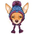 vector hipster dog Chihuahua in warm hat Royalty Free Stock Photo