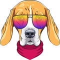 Vector hipster serious dog Beagle in glasses Royalty Free Stock Photo