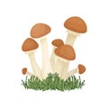 Vector Honey Agaric Mushroom Isolated on White. Hand Drawn Cartoon Honey Agaric Mushrooms. Design Template, Clipart