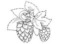 Vector hops Royalty Free Stock Photo