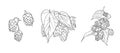 Vector hops plant sketches set isolated on white background, black outline drawings, illustration template.