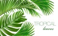 750_Vector horizontal banner with green tropical leaves on white background Royalty Free Stock Photo