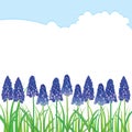 Vector horizontal border with outline blue muscari or grape hyacinth flowers and green leaves isolated on white.