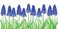 Vector horizontal border with outline blue muscari or grape