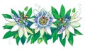 Vector horizontal garland with outline tropical blue Passiflora or Passion flowers, bud, leaves and tendril isolated on whiteÃÅ½