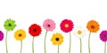 Horizontal seamless background with colorful gerbera flowers. Vector illustration. Royalty Free Stock Photo