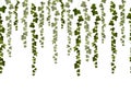 Vector horizontal seamless garland with green ivy leaves on a white background. Royalty Free Stock Photo
