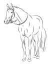 Vector horse with bridle Royalty Free Stock Photo