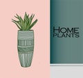 Vector Houseplants in a container for indoor use as a house plant in pots. Home gardening concept. Modern flat vector illustration