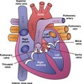 Vector Human Heart Diagram - Anatomy Illustration for Medical Education