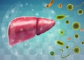 vector human liver, volumetric 3d organ for drugs and medical news