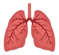 Vector human lungs flat icon
