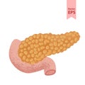 Vector Human pancreas anatomy illustration. Organs for surgeries and transplantation. Royalty Free Stock Photo