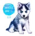 Vector Huskies hand painted watercolor Royalty Free Stock Photo