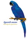 Hyacinth macaw parrot bird Royalty Free Stock Photo