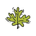 Vector icon of bright green leaf of maple or oak tree in doodle style. Nature theme Royalty Free Stock Photo