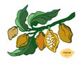 Vector icon of cocoa tree branch Royalty Free Stock Photo