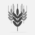 Vector icon Ears of wheat, cereal. Vector Ear of oats. rye ears. Royalty Free Stock Photo