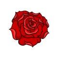 Vector icon of gorgeous bright red rose. Bud of garden flower. Tattoo artwork. Nature theme. Design for sticker, t-shirt Royalty Free Stock Photo