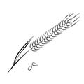 Vector icon Hand drawn spike of wheat isolated on a white background Elements of kitchen utensils Doodle, simple outline