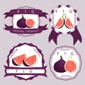 Vector icon illustration logo for whole ripe fruit purple fig Royalty Free Stock Photo