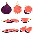 Vector icon illustration logo for whole ripe fruit purple fig Royalty Free Stock Photo