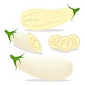 Vector illustration for whole ripe vegetable white eggplant