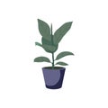 Vector icon illustration potted plant for the interior. Isolated on white background. potted decorative houseplants