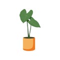 Vector icon illustration potted plant for the interior. Isolated on white background. potted decorative houseplants