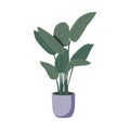 Vector icon illustration potted plant for the interior. Isolated on white background. potted decorative houseplants