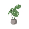 Vector icon illustration potted plant for the interior. Isolated on white background. potted decorative houseplants