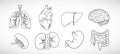 Vector icon set of human internal organs like heart, spleen, lungs, stomach, brain,  intestine, kidneys and liver in line style Royalty Free Stock Photo