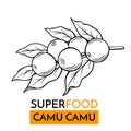 Vector icon superfood camu camu