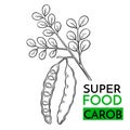 Vector icon superfood carob