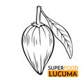 Vector icon superfood lucuma