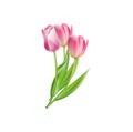 Vector icon. Three flowers. Tulips isolated Royalty Free Stock Photo