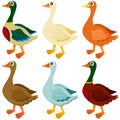 Vector Icons : Ducks, Goose, Geese