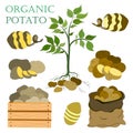 vector icons. set of plants with potato root, vegetables in bag and box, peeled potatoes. Lettering Organic Potato