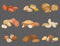 Vector icons set with various kinds of nuts walnut, pistachio, brazil, almond, peanut, cashew, hazelnut and pecan Royalty Free Stock Photo