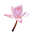 Lotus flower or pink water lily Royalty Free Stock Photo