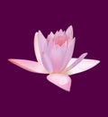 Lotus flower or pink water lily.Vector. Royalty Free Stock Photo