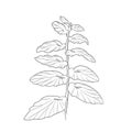 Vector illlustration of hand drawing plant