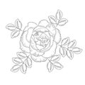 Vector illlustration of hand drawing rose