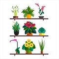 Vector illlustration of potted Home plant and flowers for interior