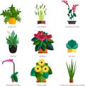 Vector illlustration of potted Home plant and flowers for interior Royalty Free Stock Photo