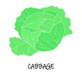 Vector illstration of cabbage. Green silhouette.