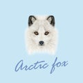 Vector Illustrated Portrait of Arctic fox. Royalty Free Stock Photo